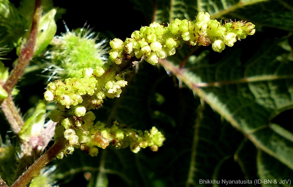 Girardinia diversifolia (Link) Friis